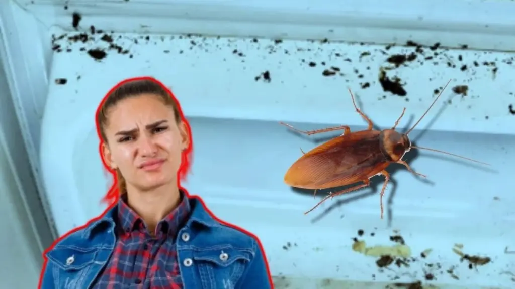 ¿Viste una cucaracha? El truco de la linterna para hallar el nido oculto