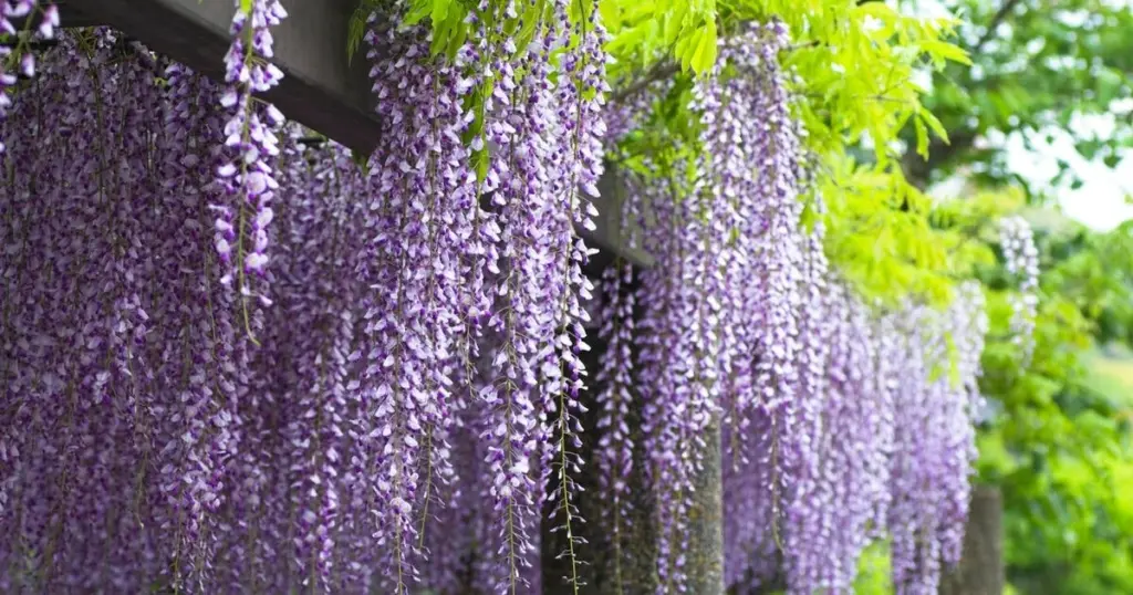 Wisteria (Glicinia): el truco de poda para una cascada de flores sin romper tu pérgola