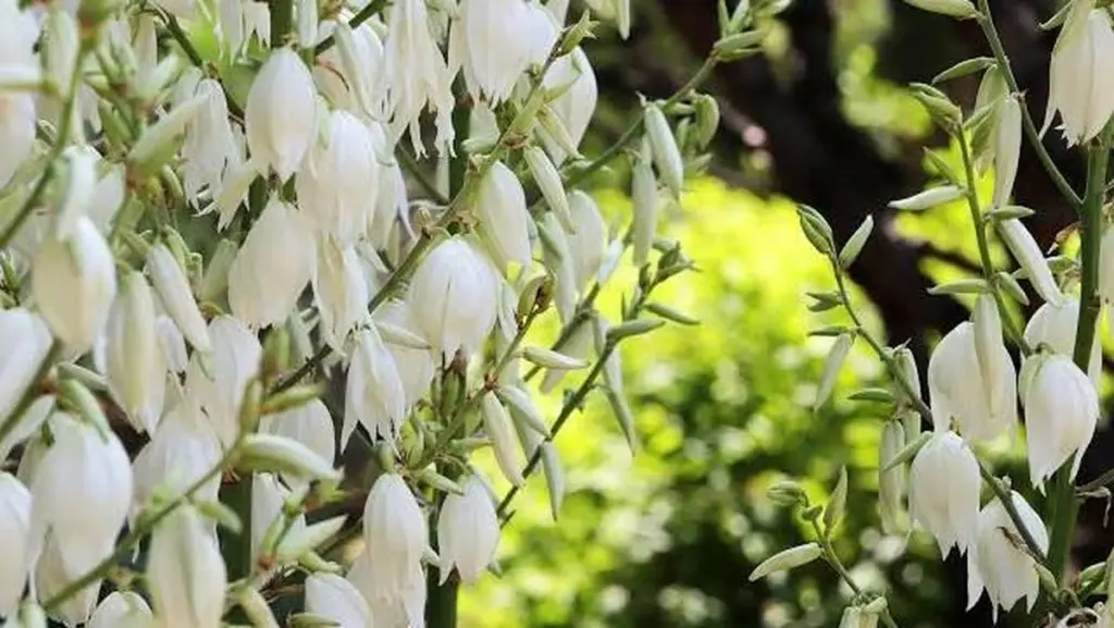 Yucca filamentosa de 2 metros: el truco de mayo para flores espectaculares