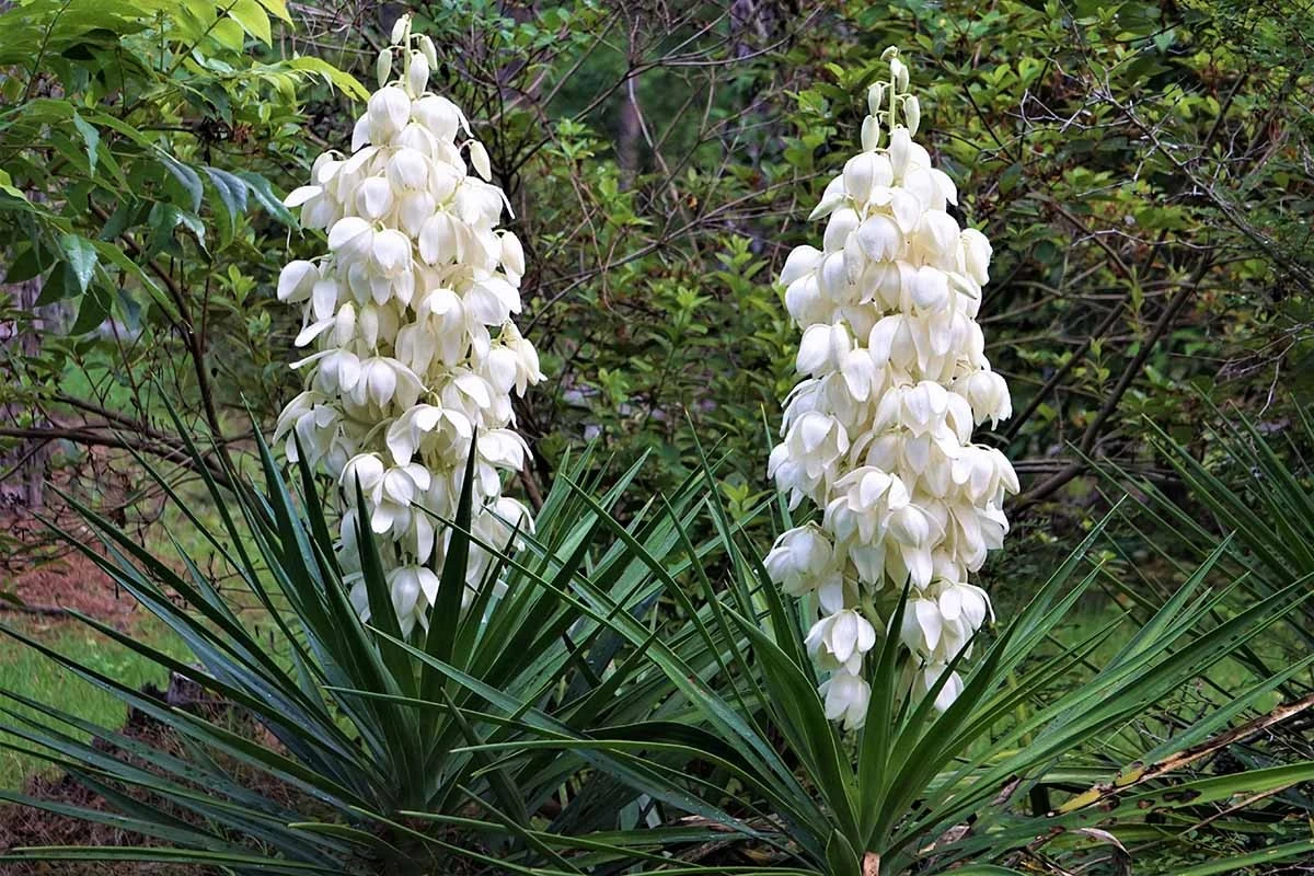 Yucca filamentosa de 2 metros: el truco de mayo para flores espectaculares - image 1