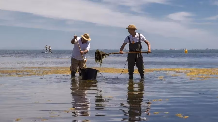 Trabajadores extrayendo algas del Mar Menor. EFE