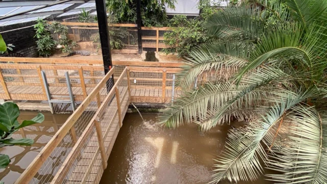 El interior de un recinto para cocodrilos de un zoológico. Hay estanques para los animales, así como follaje y plantas. Hay una pasarela que atraviesa el centro del recinto bordeada de vallas.