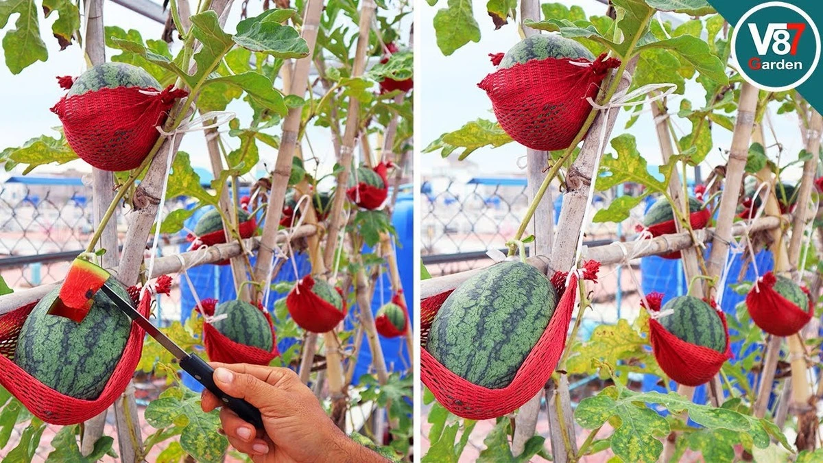 100 piezas de Sandía en tu azotea: el método de la Señora Quynh para cosechar oro verde - image 1