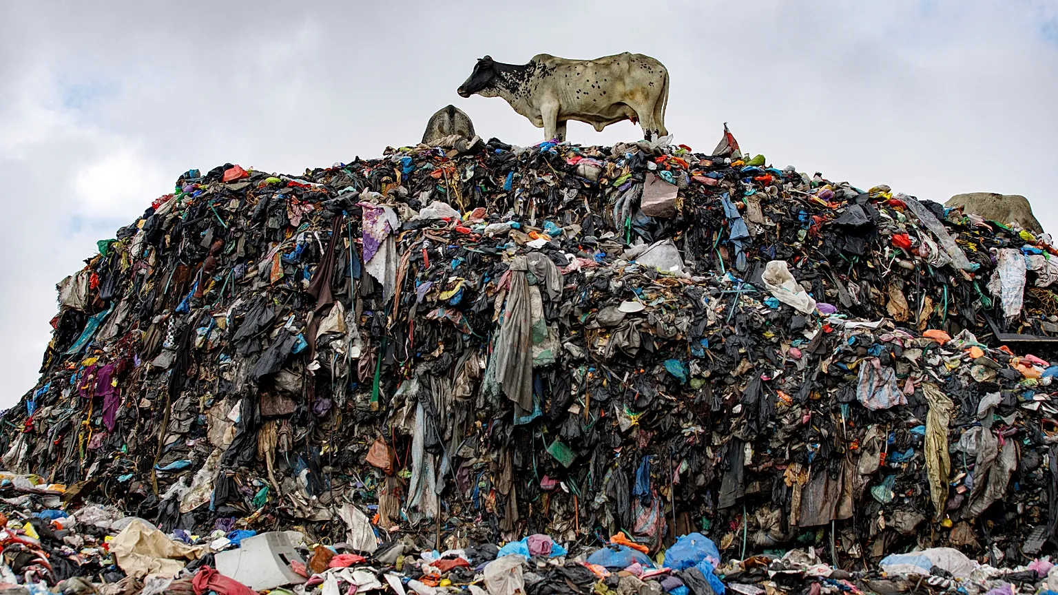 Cows stand on the dumpsite where textile waste ends up at Old Fadama in Accra, Ghana, Oct. 19, 2024.