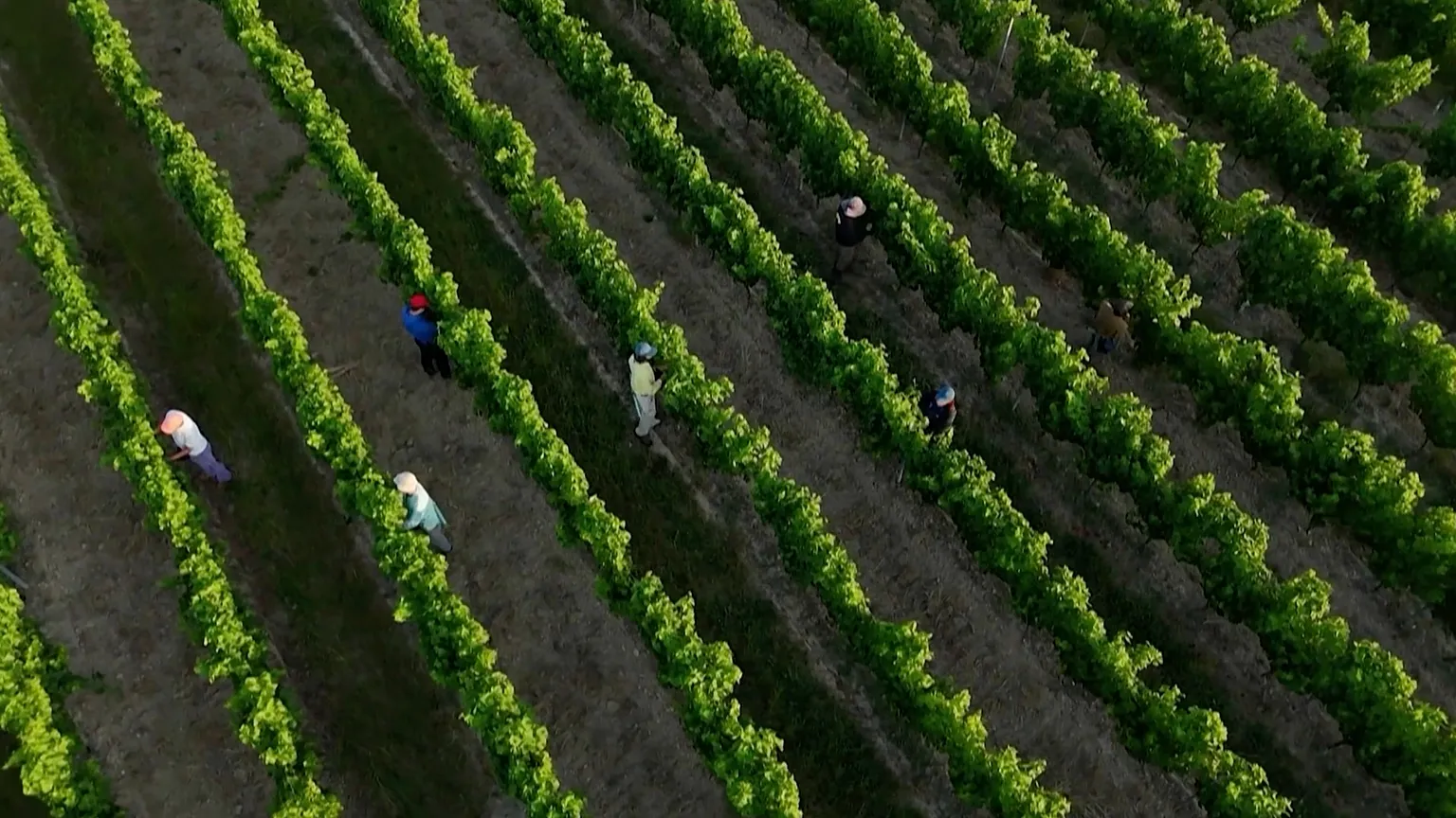 Workers in Bordeaux’s vineyards