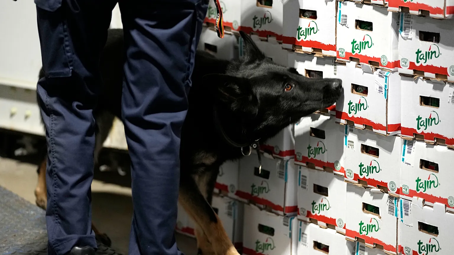 A customs agent works with a drug sniffer dog in the Port of Antwerp on Wednesday, 17 August 2022. 