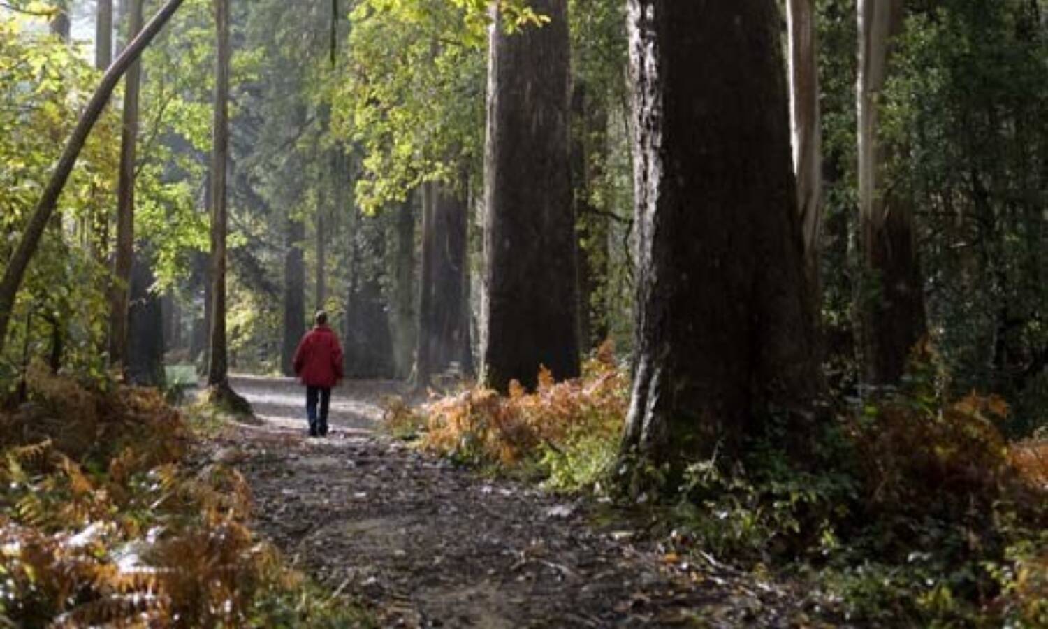 Foto: La ruta de senderismo para hacer con niños en Galicia. (Turismo de Galicia)