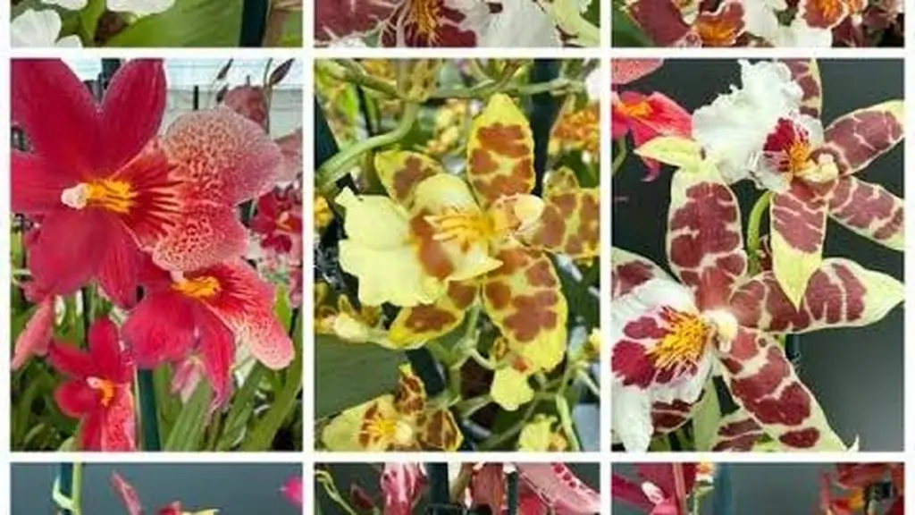 3 orquídeas Cambria de Grecia: el truco para que florezcan siempre en casa