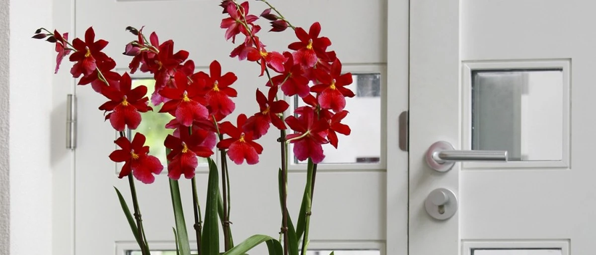3 orquídeas Cambria de Grecia: el truco para que florezcan siempre en casa - image 1