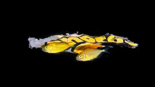 Peces amarillos con un plástico alrededor