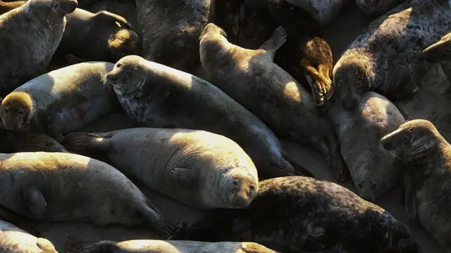Una fotografía aérea muestra focas grises descansando en un islote arenoso en el mar Báltico mientras el sol comienza a ponerse cerca de Mikoszewo, Polonia.