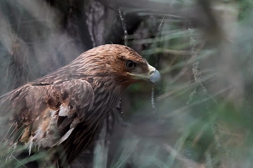 Feliks, an Eastern imperial eagle, looks out from a cage at Palic Zoo, 24 June, 2026