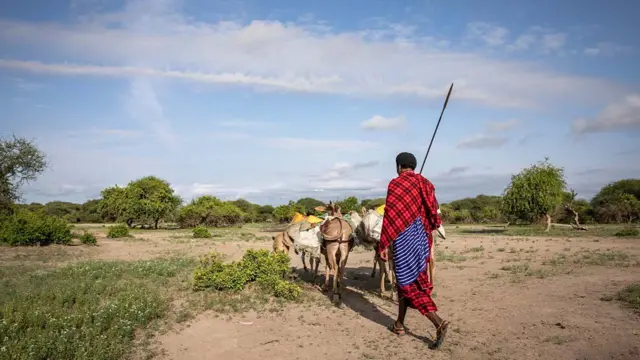 Un habitante de Ngorongoro pastorea animales