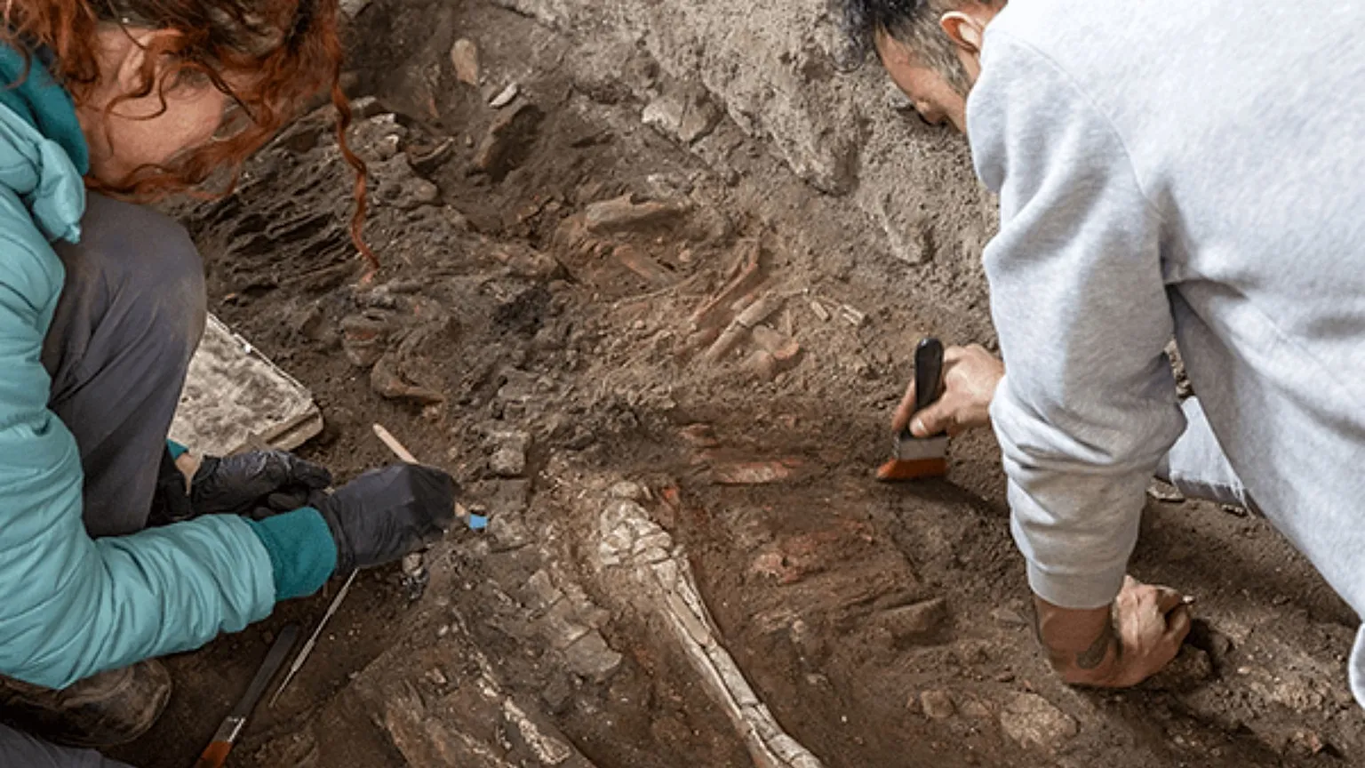 An equid skeleton discovered in a bakery area of Pompeii's House of the Chaste Lovers complex. Photo and copyright: Pompeii Archaeological Park.