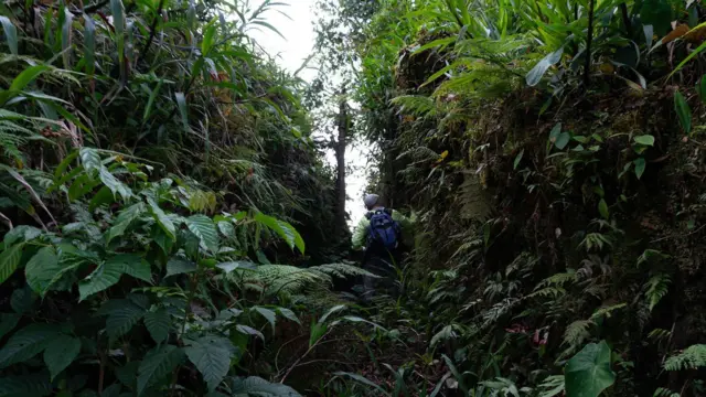 Persona con mochila recorre un sendero estrecho rodeado de vegetación densa en la selva.