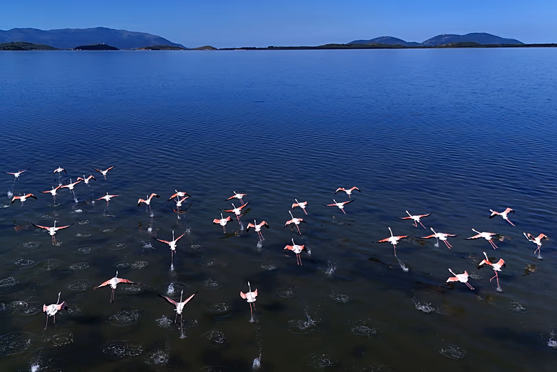 Flamingos are pictured over Narta lagoon area, western Albania, Saturday, June 6, 2026.