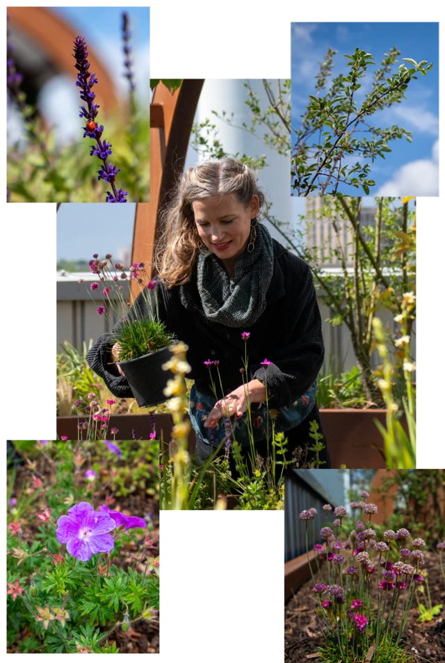 La diseñadora paisajista Sarah Price plantando en la azotea, junto con algunas fotografías de cerca de una mariquita sobre salvia de bosque, un cerezo guindo, geranio de sangre y clavelina de mar.