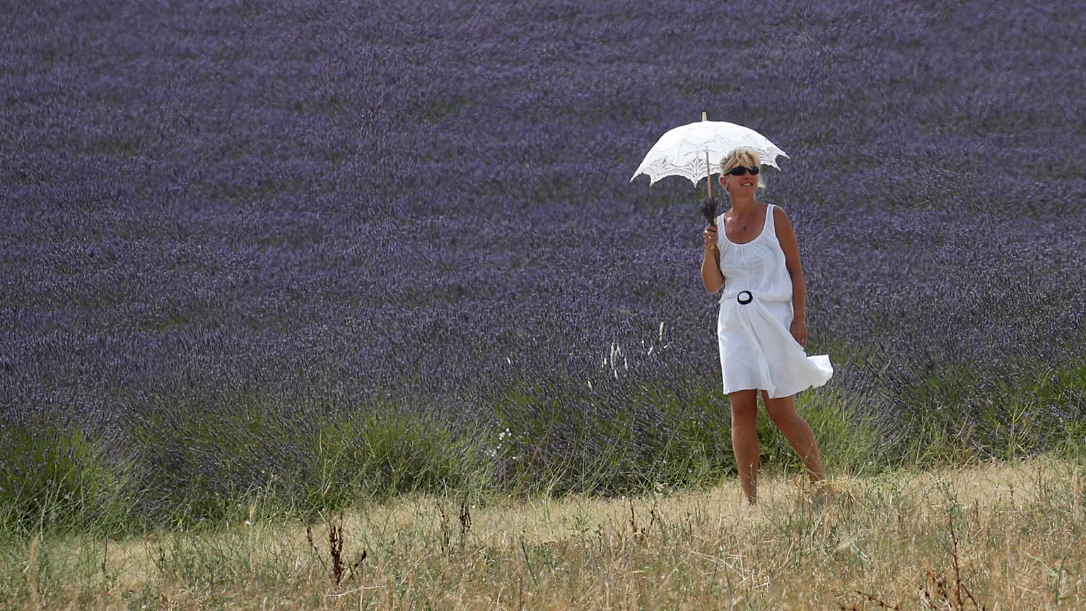 Lavender fields, icon of Provence landscape, are becoming a burden for French farmers, Salon-de-Provence, France.