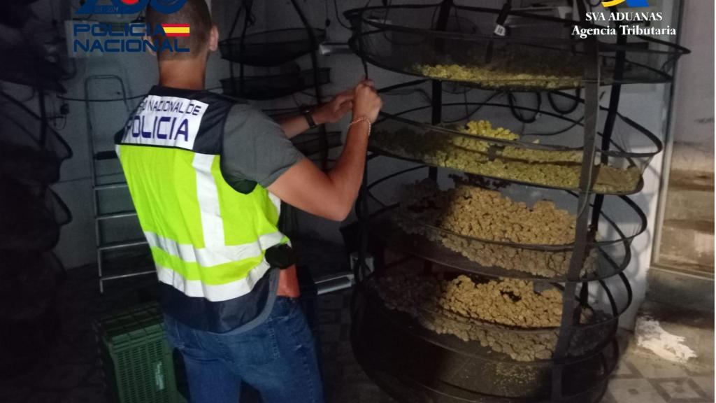 Útiles intervenidos este miércoles para el secado de los cogollos de marihuana.