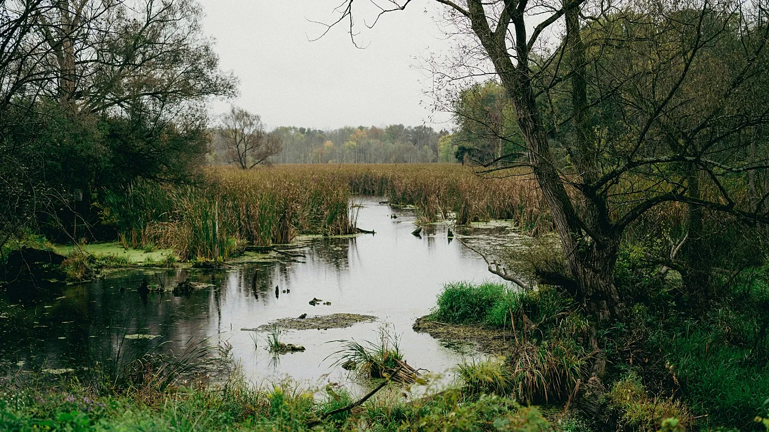 Peatlands cover only about three per cent of the world’s land surface, yet store roughly twice as much carbon as the biomass of all the planet’s forests.