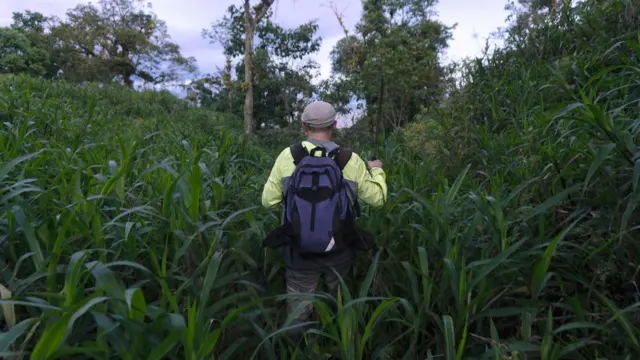Un hombre visto de espaldas, que lleva una camiseta amarilla de manga larga, una mochila azul y una gorra, está rodeado de pasturas tropicales altas y densas.
