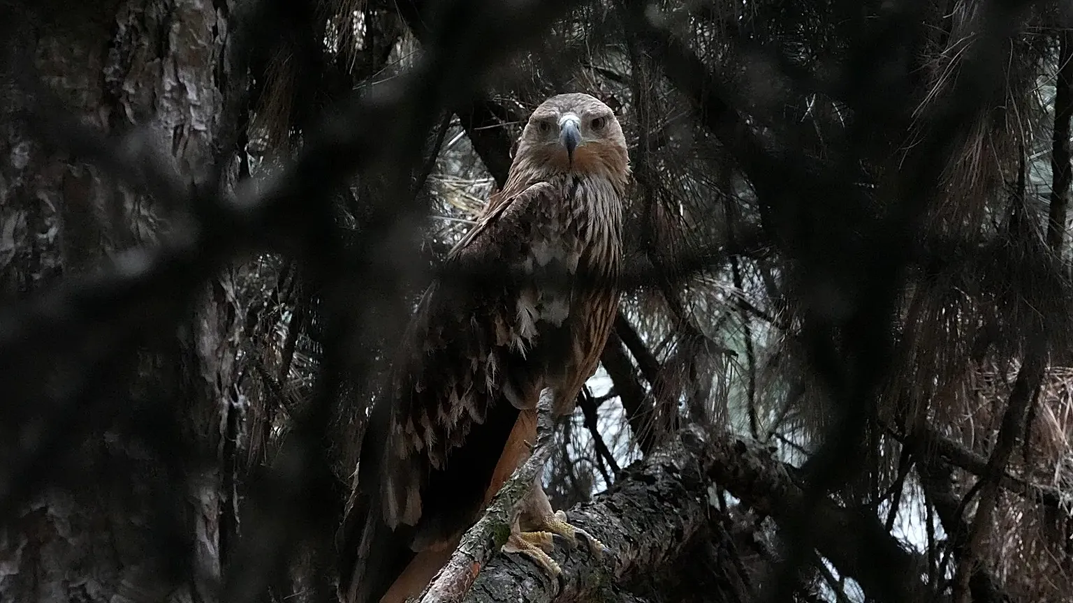Feliks, an Eastern imperial eagle, looks out from a cage at Palic Zoo, 24 June, 2026