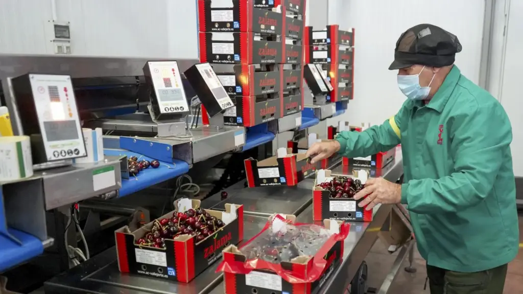 Trabajador manipulando cajas de fruta. EFE