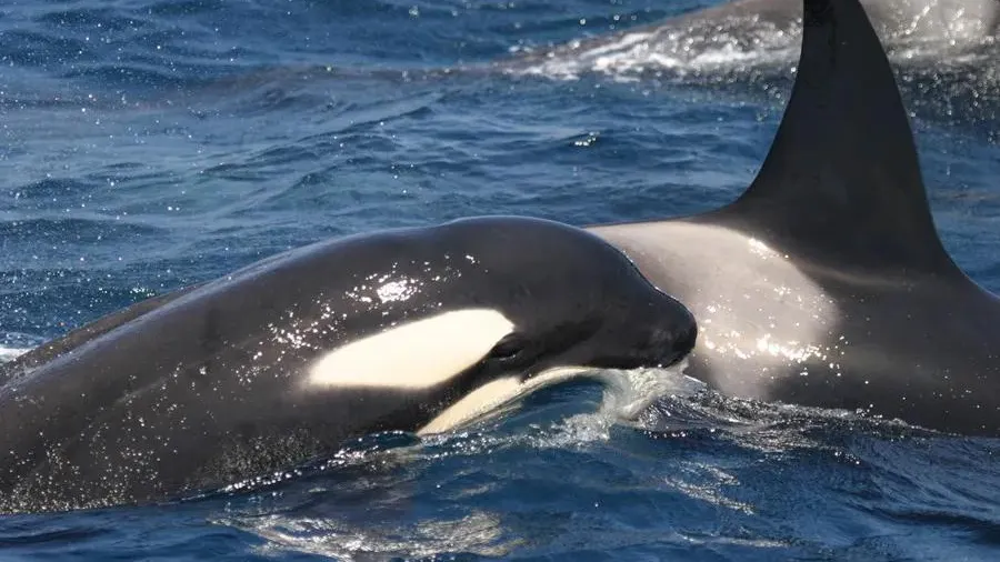 Orcas nadando en aguas españolas. EFE