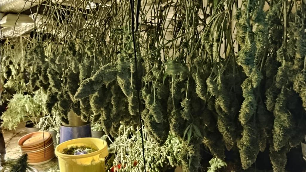 Una habitación de los inmuebles que está registrando la Policía Nacional en Cartagena, este jueves, dedicada al secado de plantas para obtener cogollos.