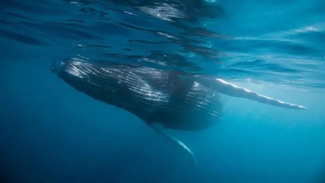 Ballena