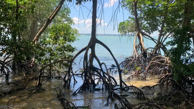 Un mangle se alza en aguas poco profundas, con el mar azul al fondo. Sus raíces se extienden hacia el agua.