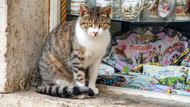 Uno de los múltiples gatos que viven y pasean por el casco antiguo de Kotor. (Foto: iStock)
