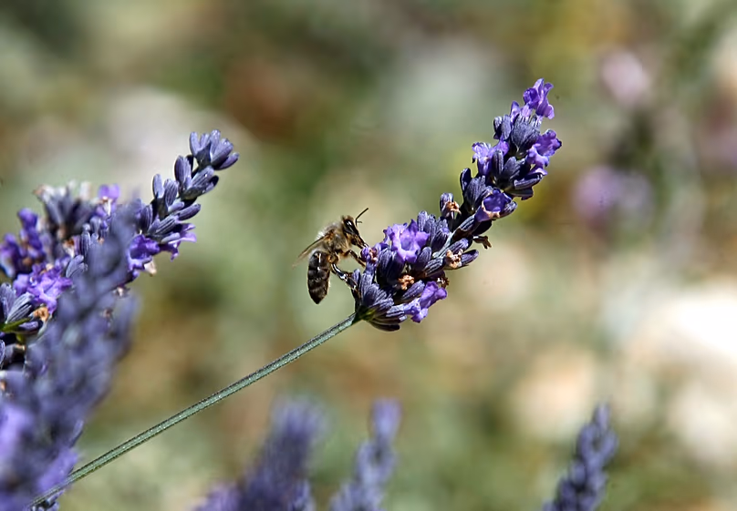 A bee gathers nectar of lavender from a field in Sederon, near Carpentras, southern France. 