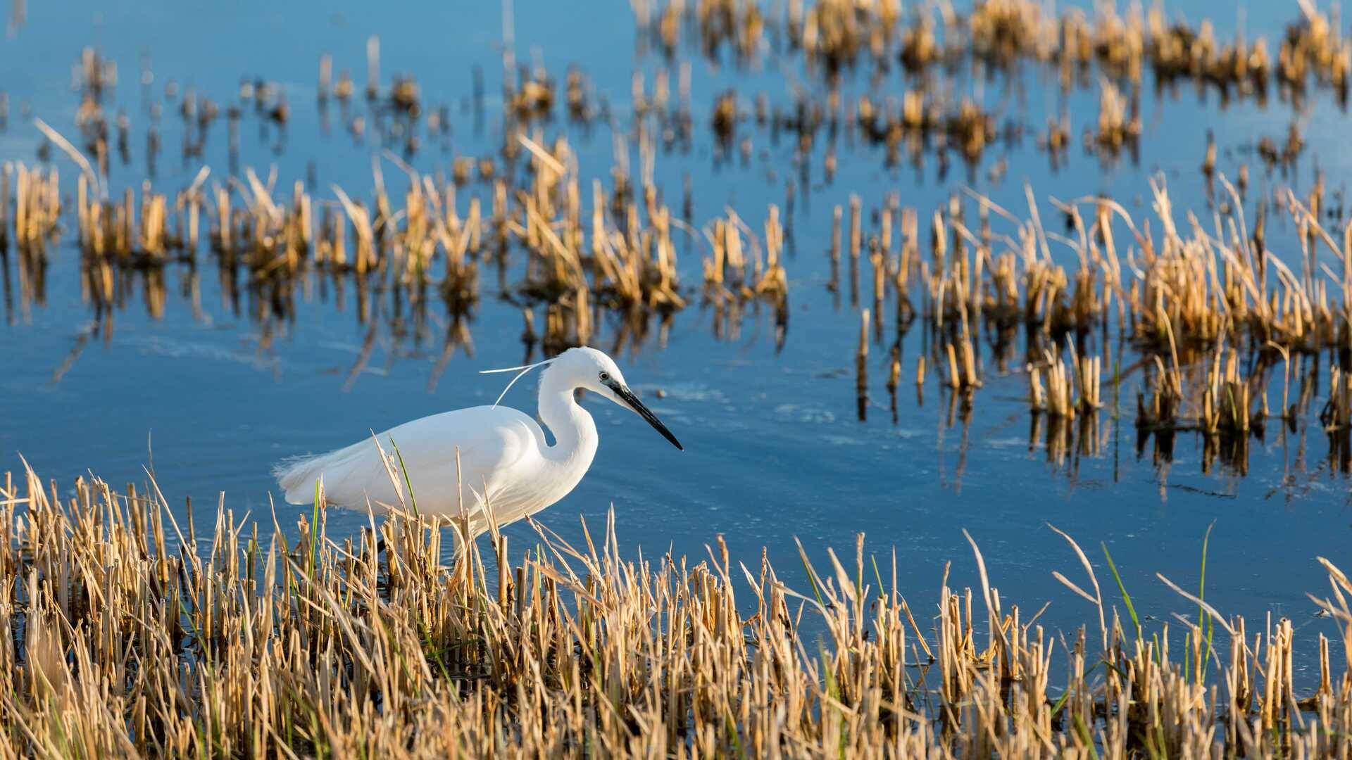 Foto: El ‘iceberg’ de la Albufera que se creó en Valencia tras la DANA. (Comunitat Valenciana)