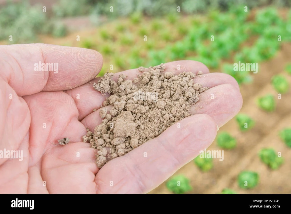 Acolchado y riego: el error que seca tus plantas sin que te des cuenta - image 1