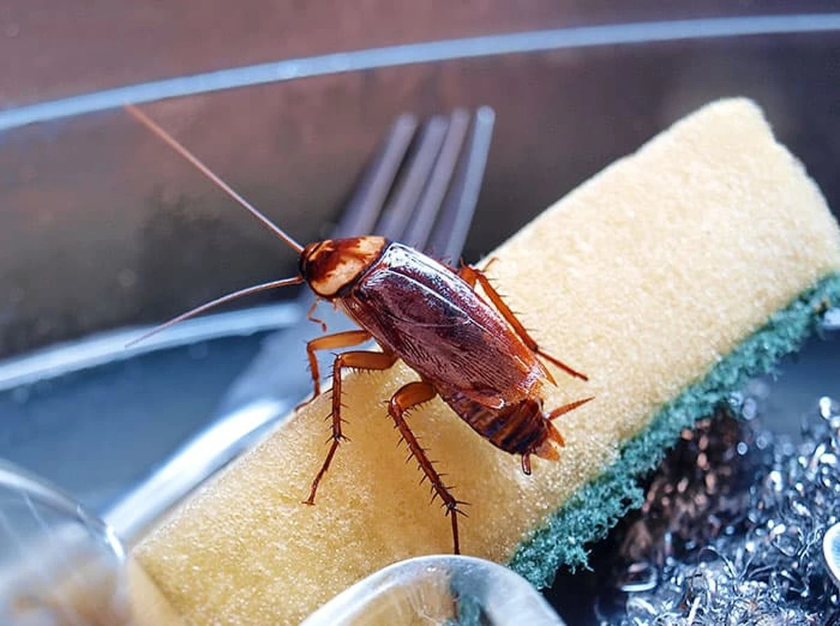 Adiós a cada cucaracha: el truco del bicarbonato para limpiar tu cocina - image 1