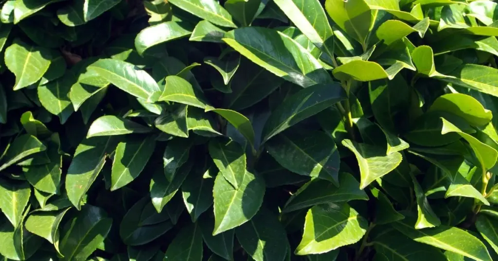 Adiós a comprar setos: el truco del Prunus laurocerasus (Rosaceae) para clones infinitos