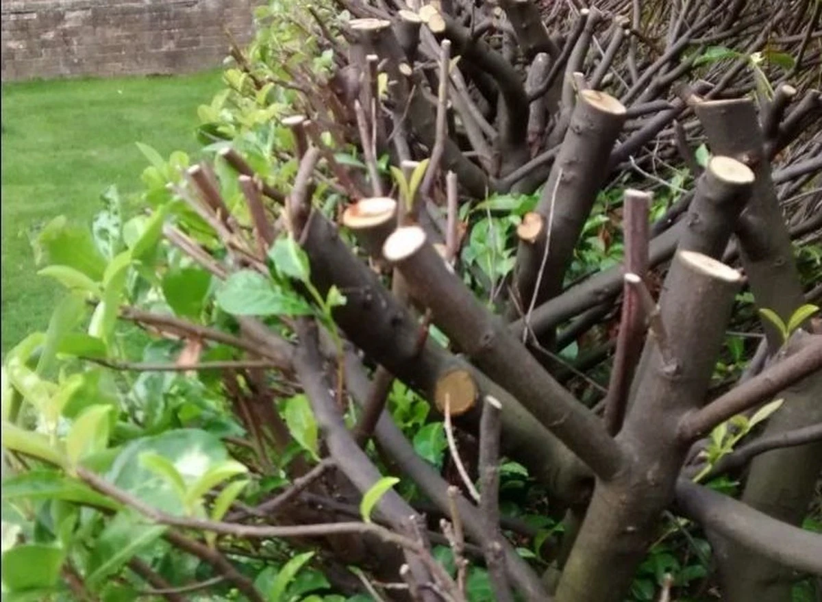 Adiós a comprar setos: el truco del Prunus laurocerasus (Rosaceae) para clones infinitos - image 1