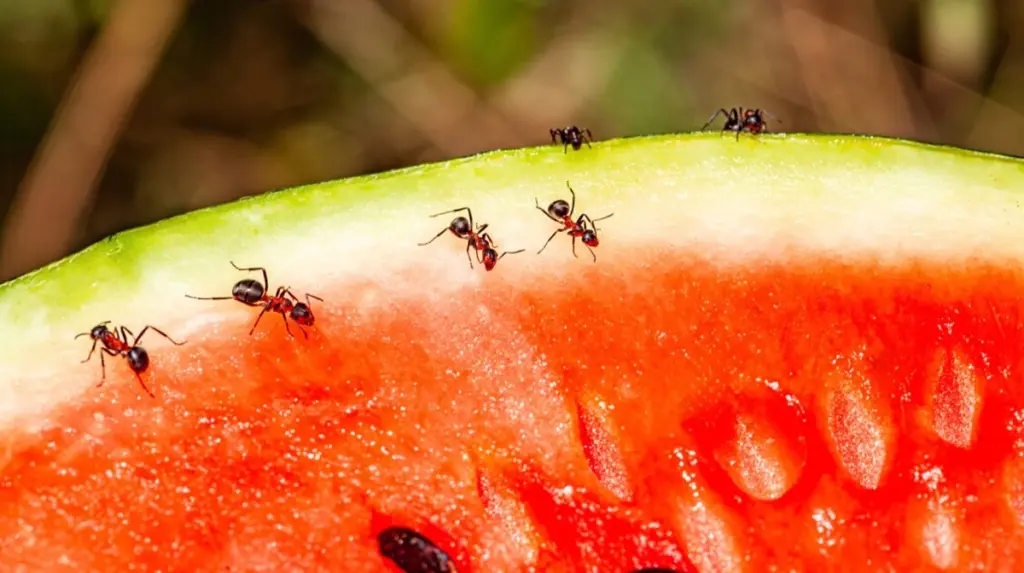 Adiós a Hormigas y Moscas: el truco natural para blindar tu casa en 1 minuto