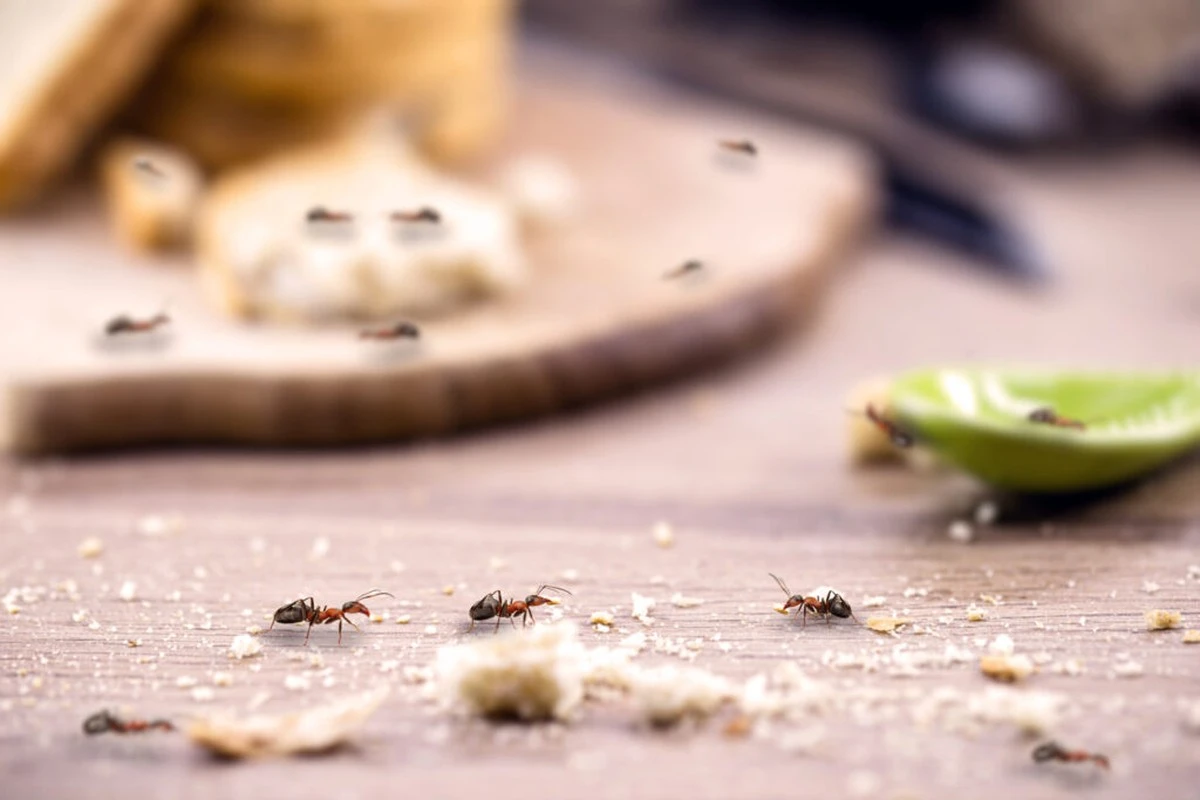 Adiós a Hormigas y Moscas: el truco natural para blindar tu casa en 1 minuto - image 1