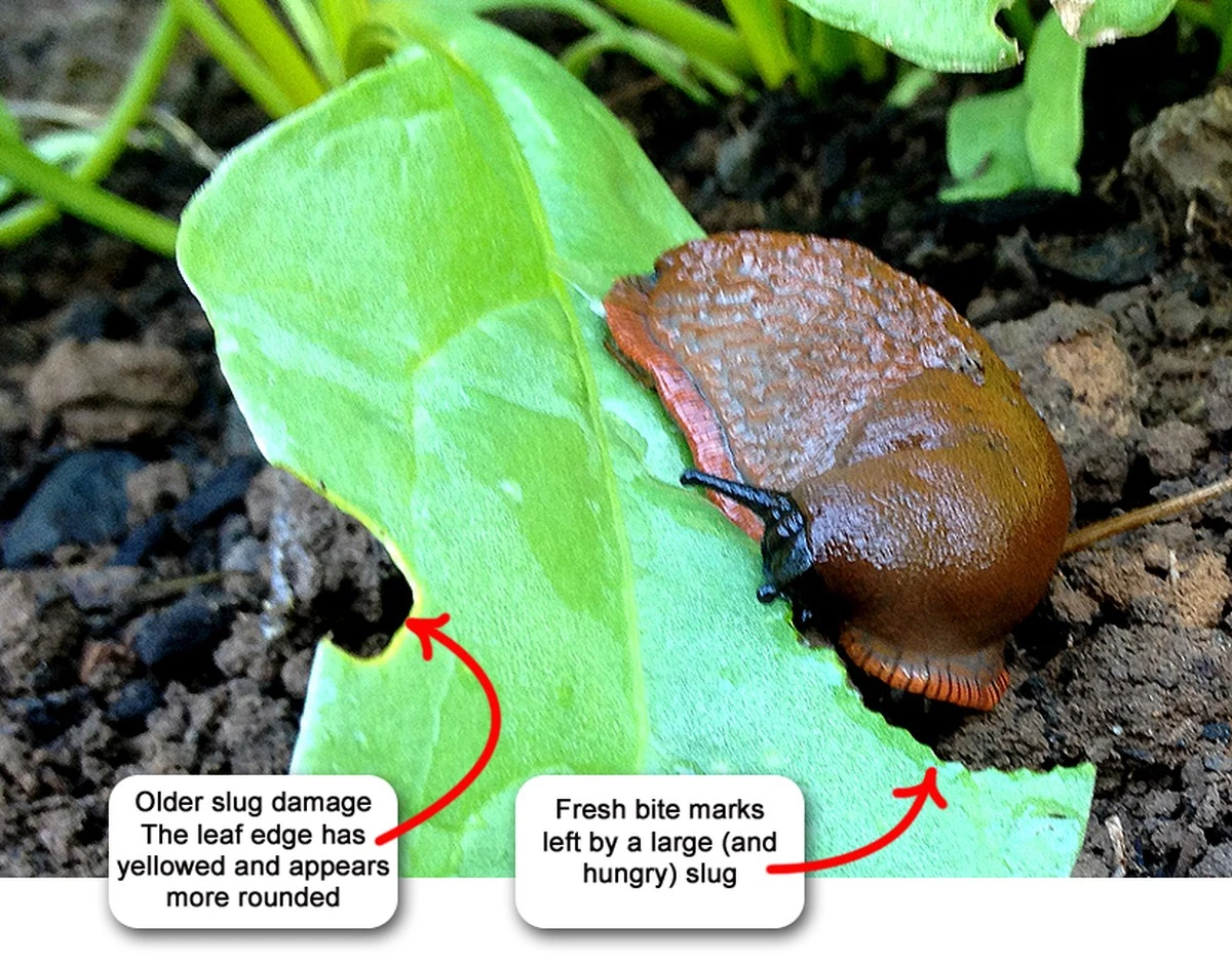 Adiós a la babosa y el caracol: el truco del cartón en tu jardín - image 1