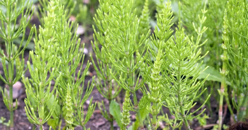 Adiós a la Cola de caballo (Equisetum arvense): el truco para secar su rizoma