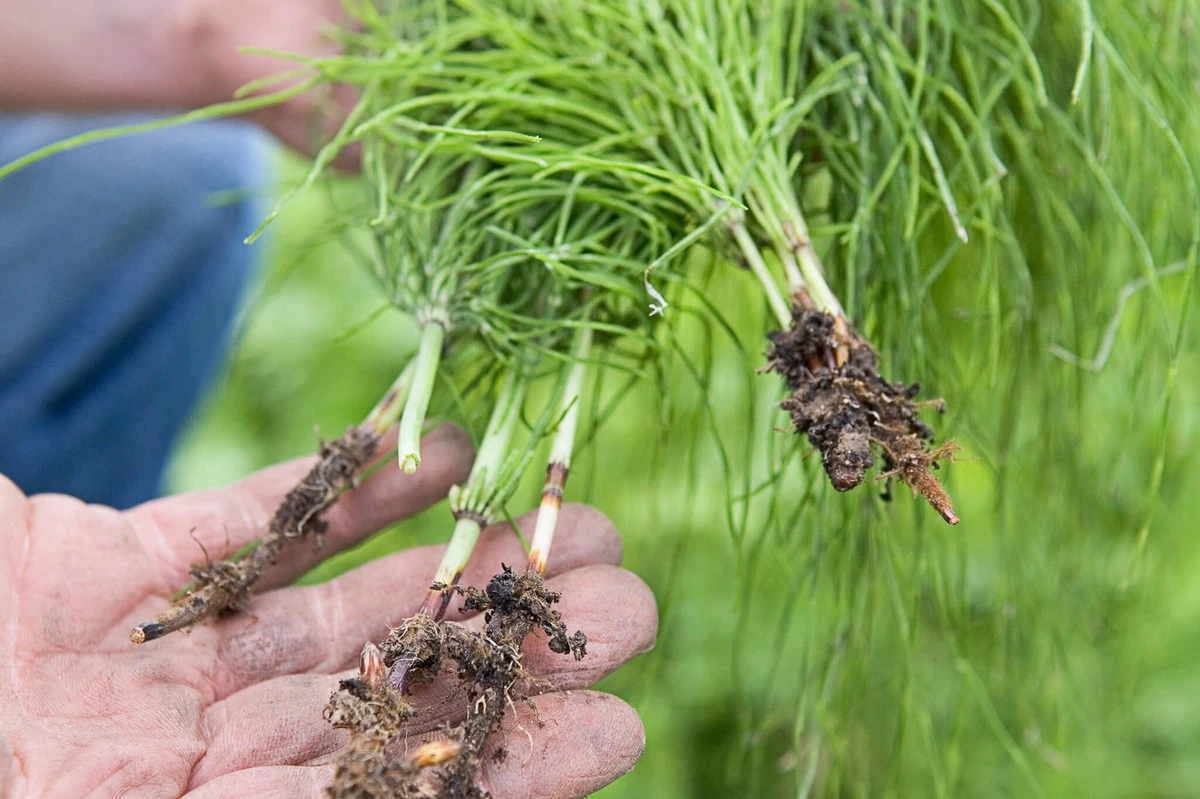 Adiós a la Cola de caballo (Equisetum arvense): el truco para secar su rizoma - image 1