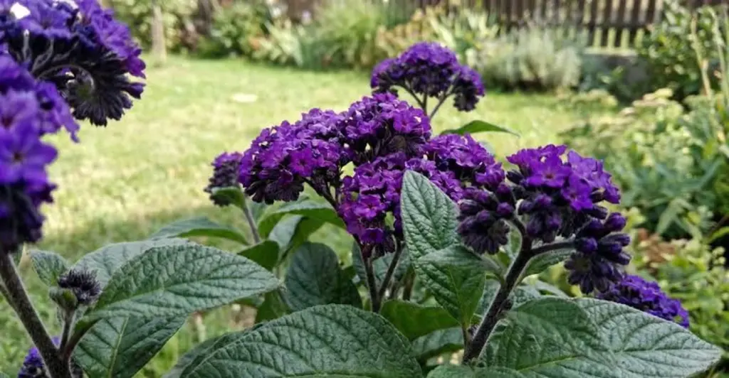 Adiós a la Hydrangea: la planta con olor a vainilla para tu terraza