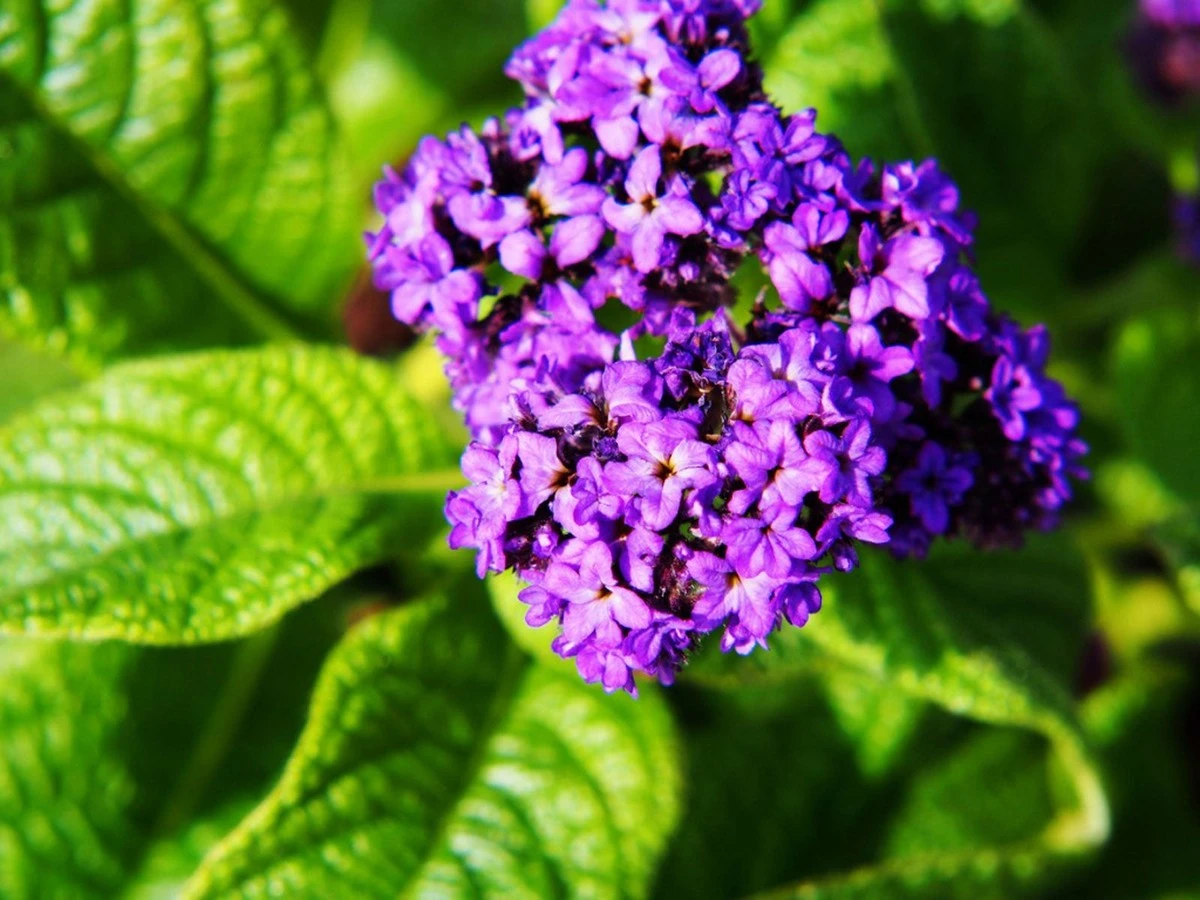Adiós a la Hydrangea: la planta con olor a vainilla para tu terraza - image 1