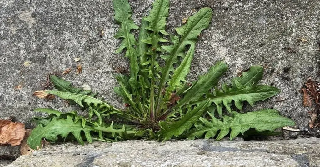 Adiós a la mala hierba: el potente herbicida casero de 0,60€ que limpia tu patio en 24 horas
