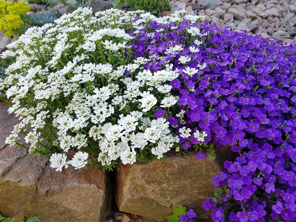 Adiós a la maleza: El truco de la Aubrieta deltoidea para un jardín impecable