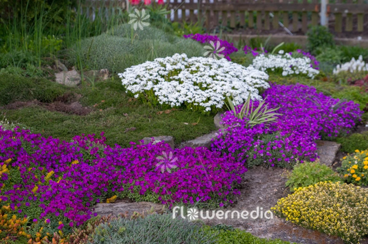Adiós a la maleza: El truco de la Aubrieta deltoidea para un jardín impecable - image 1