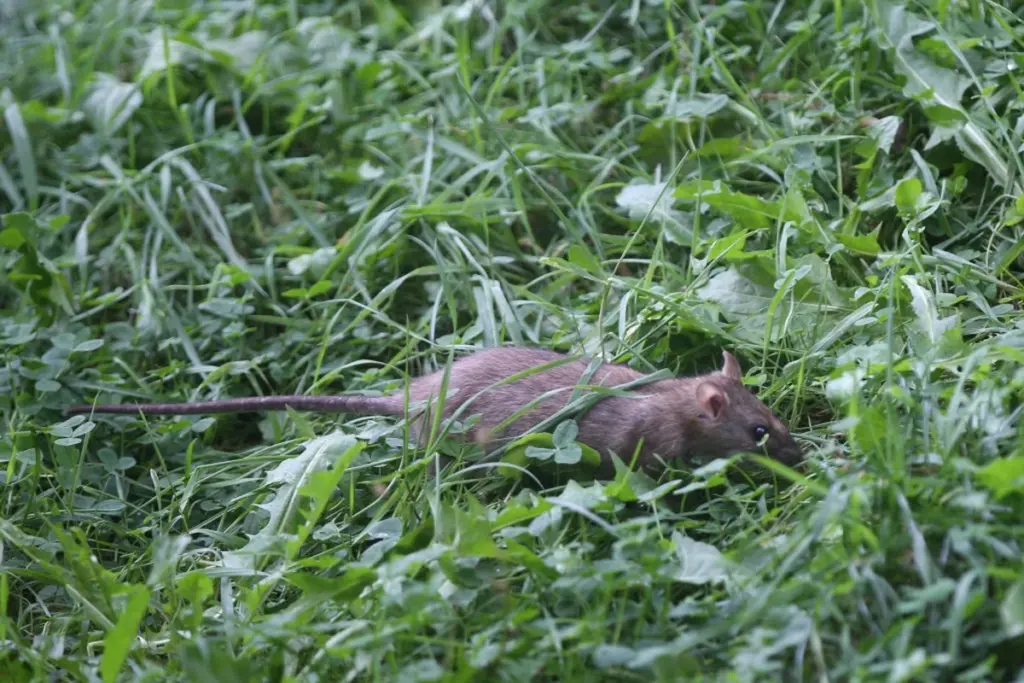 Adiós a la Rata en tu jardín: el truco natural contra los Roedores