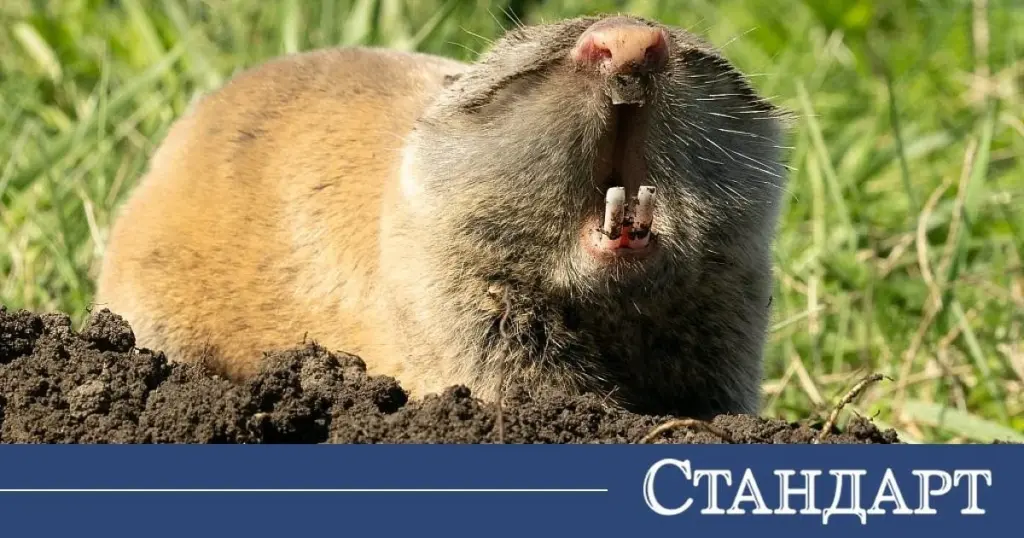 Adiós a la rata topo: el truco natural para salvar tu jardín